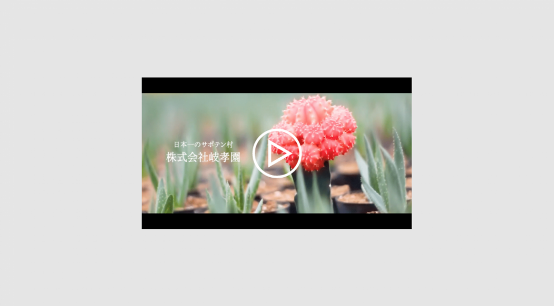 【さぼてん村のPV完成!】